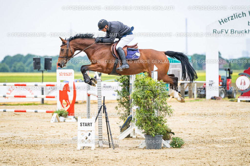 DSC09373 | Pferdegrafie