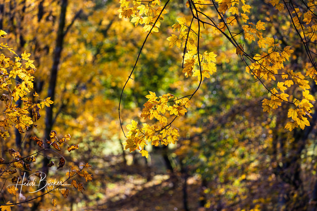 Waldweg im Herbst | Waldweg im Herbst - Realisiert mit Pictrs.com