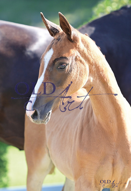 22 Fabiola DE433330720823 Foundation - San Amour I - Donnerschwee_1 | <meta name="description" content="★Offizieller Merchandise und Foto-/Videostore des Oldenburger Verbandes.★ ✅Jetzt auch digital Ausdrucke erhältlich." />
<meta name="keywords" content="Merchandise Foto-/Videostore Oldenburger Verband Photographie 