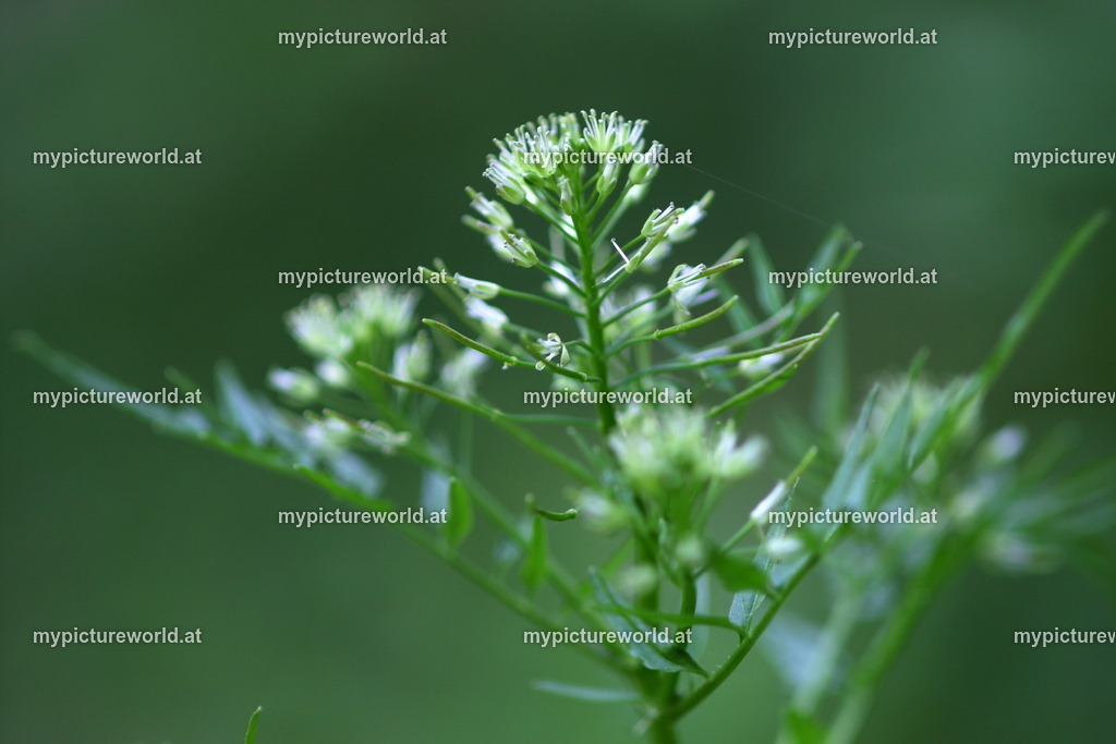 Spring-Schaumkraut-001 | Das Bilderarchiv über Tiere, Planzen und Landschaften. In der Bilddatenbank finden Sie ein große Auswahl an hochwertigen Bilder für Ihre Werbung - Realized with Pictrs.com