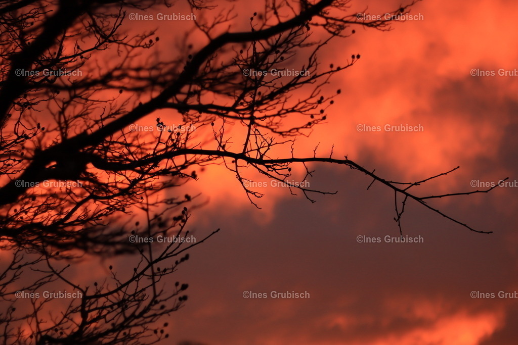 Feuerdorn im Sonnenuntergang | Lila Lubbenbomm - Artwork by Ines Grubisch - Realisiert mit Pictrs.com