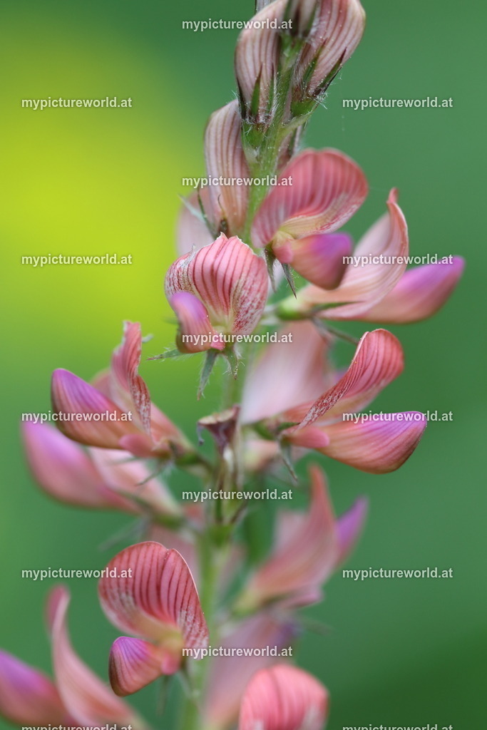 Sandesparsette-004 | Das Bilderarchiv über Tiere, Planzen und Landschaften. In der Bilddatenbank finden Sie ein große Auswahl an hochwertigen Bilder für Ihre Werbung - Realized with Pictrs.com