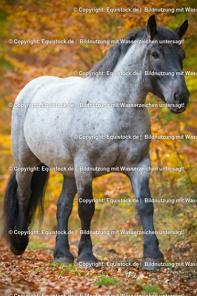 20151014_TOMsPiC_0297 | equistock