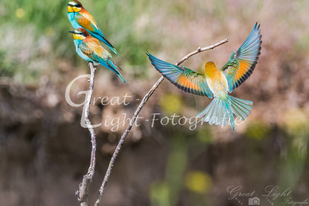 DSC_3189 | Great-Light Fotografie - Realisiert mit Pictrs.com