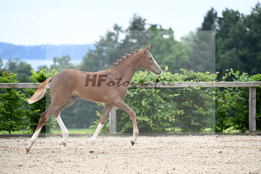 Kat-Nr. 3 Bastiano x Danone I_SF_Moser u Schuhmann_14250083 | hf-fotografie - Realisiert mit Pictrs.com