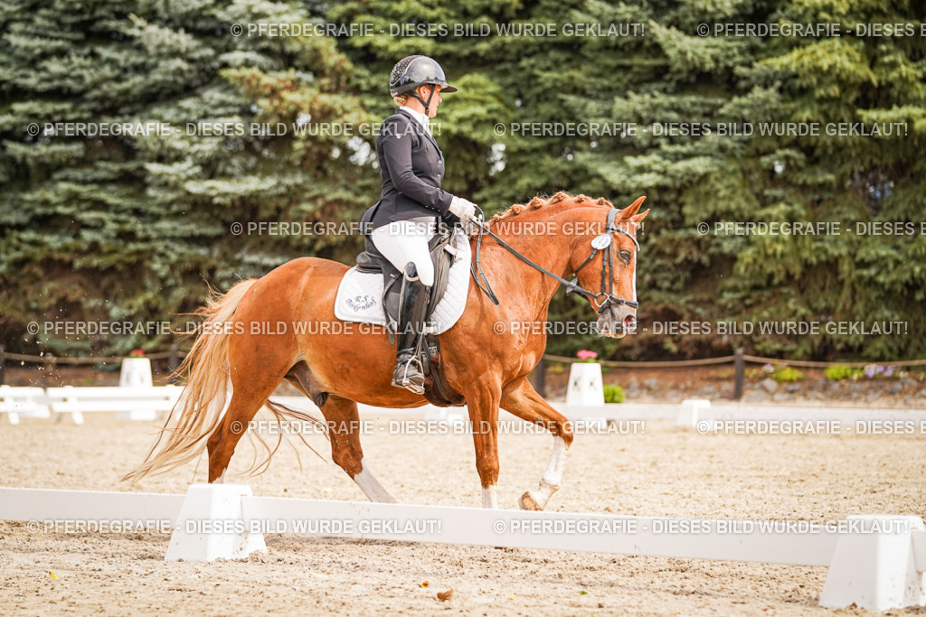 DSC02097 | Pferdegrafie