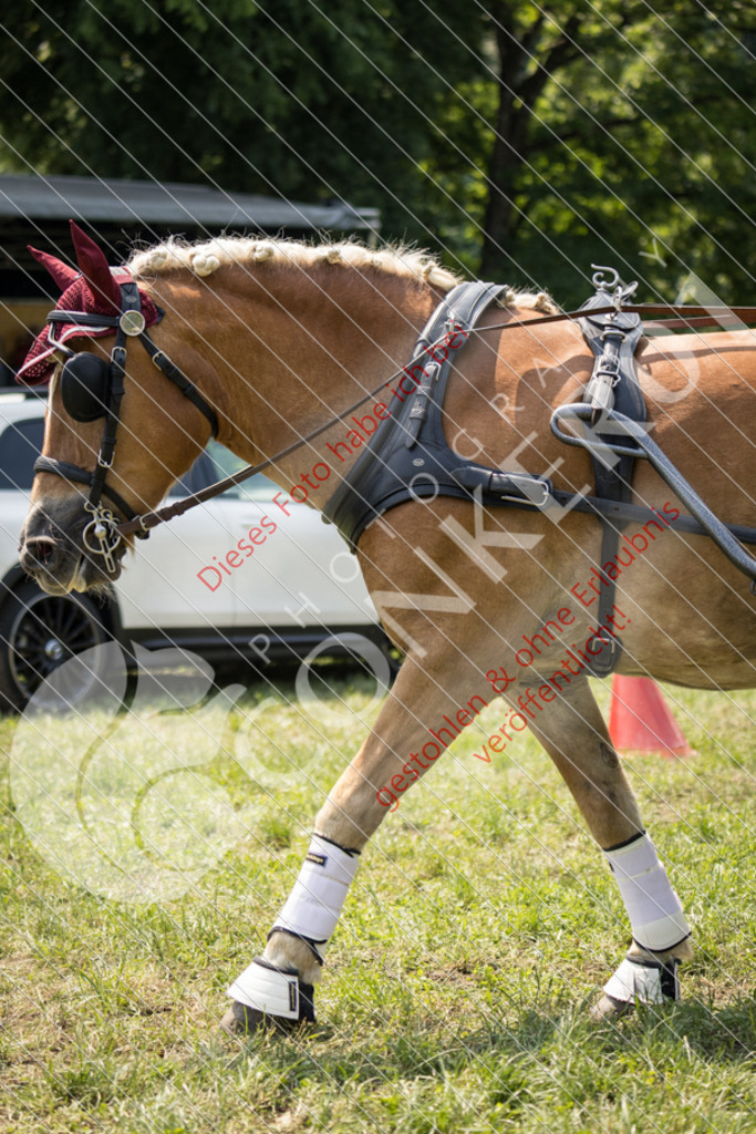 IMG_8128 | Sport-, Event- und Tierfotos in Profiqualität. Einfach auswählen, bestellen und herunterladen. Dein Moment – perfekt festgehalten.