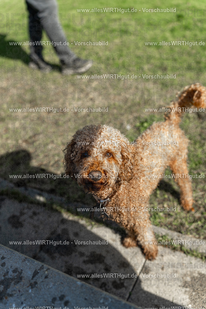 Hundeschwimmen_Volksbad_2026-allesWIRTHgut_Tierfotografie-2609061543-7R501726 | Professionelle Tierfotografie in Mönchengladbach von Daniel Wirth (allesWIRTHgut). Liebevolle & natürliche Bilder von Hunden & Katzen für unvergessliche Erinnerungen.