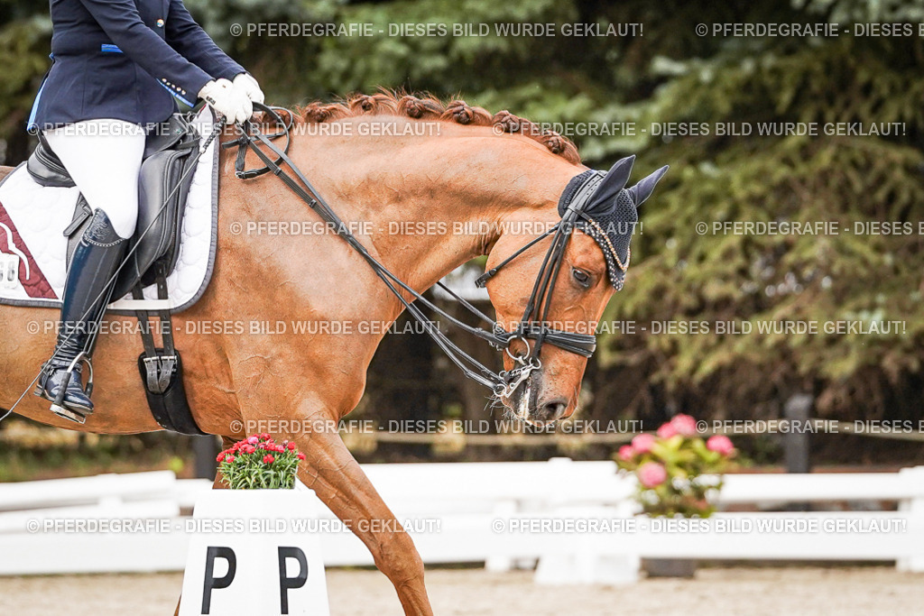 DSC07435 | Pferdegrafie