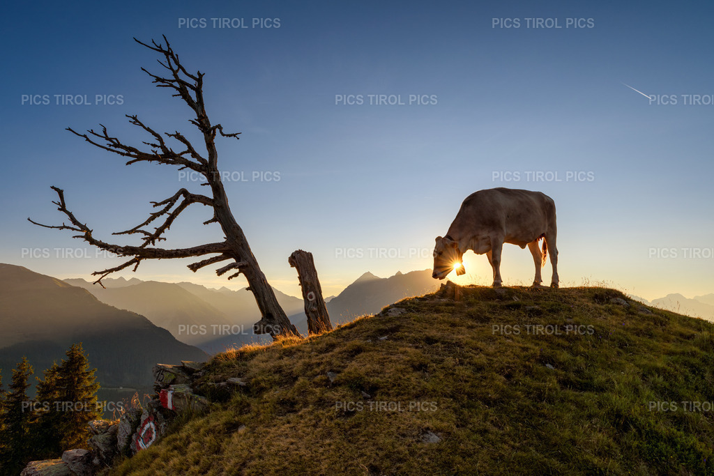 DSC_0525-Verbessert-RR-Bearbeitet | Tirolpics