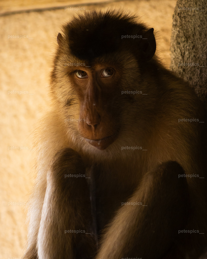 IMG_1188 | petespics