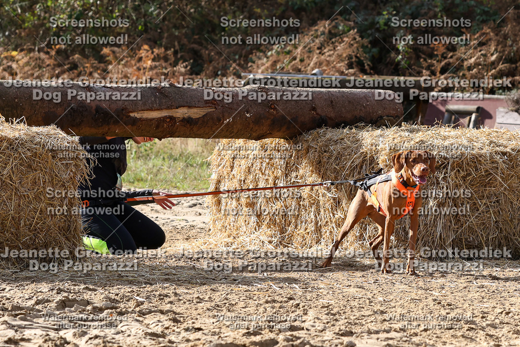 Dog Paparazzi - Strongdog 10-25-5846 | Dog Paparazzi Jeanette Grottendiek Fotografie & Videografie - Realisiert mit Pictrs.com