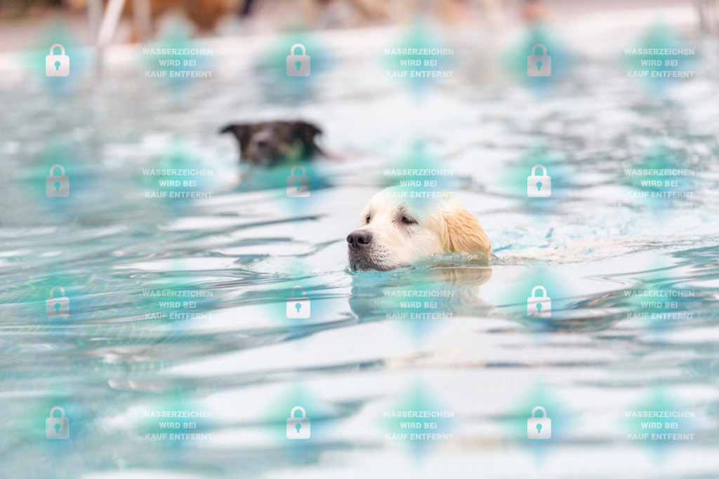 _HP_7122_1000o | HetPix, HetPix Fotodesign, Fotografie, Fotodesign, Webshop, Sportfotografie, Portraitfotografie, Onlineshop, Sportfotografie, Polch, Motorsportfotografie, Eventfotografie