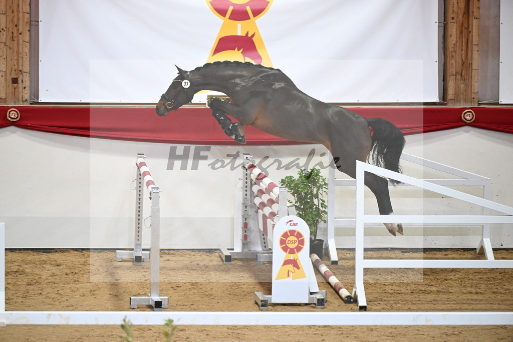 Kat.-Nr. 37 v. Tangelo van de Zuuthoeve_Beitzel_2251239 | hf-fotografie - Realizzato con Pictrs.com
