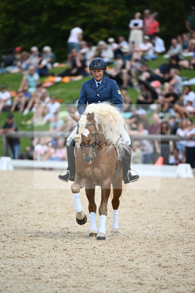 Haflinger in der Arbeit_36240499 | hf-fotografie - Realisiert mit Pictrs.com
