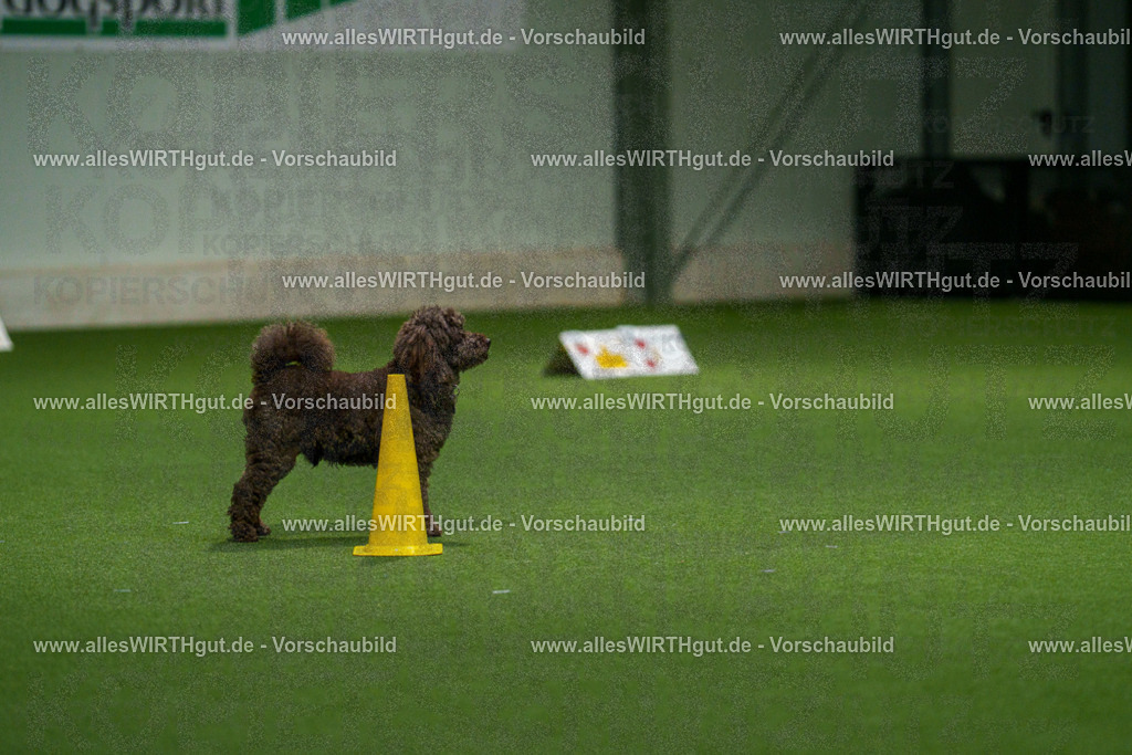 7R508354 | Professionelle Tierfotografie in Mönchengladbach von Daniel Wirth (allesWIRTHgut). Liebevolle & natürliche Bilder von Hunden & Katzen für unvergessliche Erinnerungen.