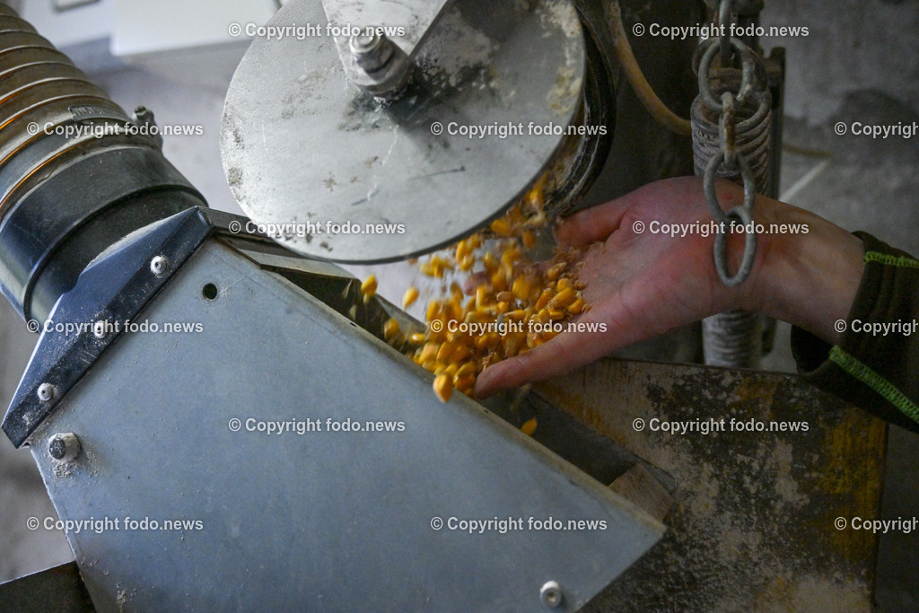 Landwirtschaft_ Schweinebauer_ 07.02.2024-12 | 07.02.2024, Obernberg am Inn, AUT, Landwirtschaft, Schweinebauer, im Bild Thomas Reisecker (Schweinebauer)