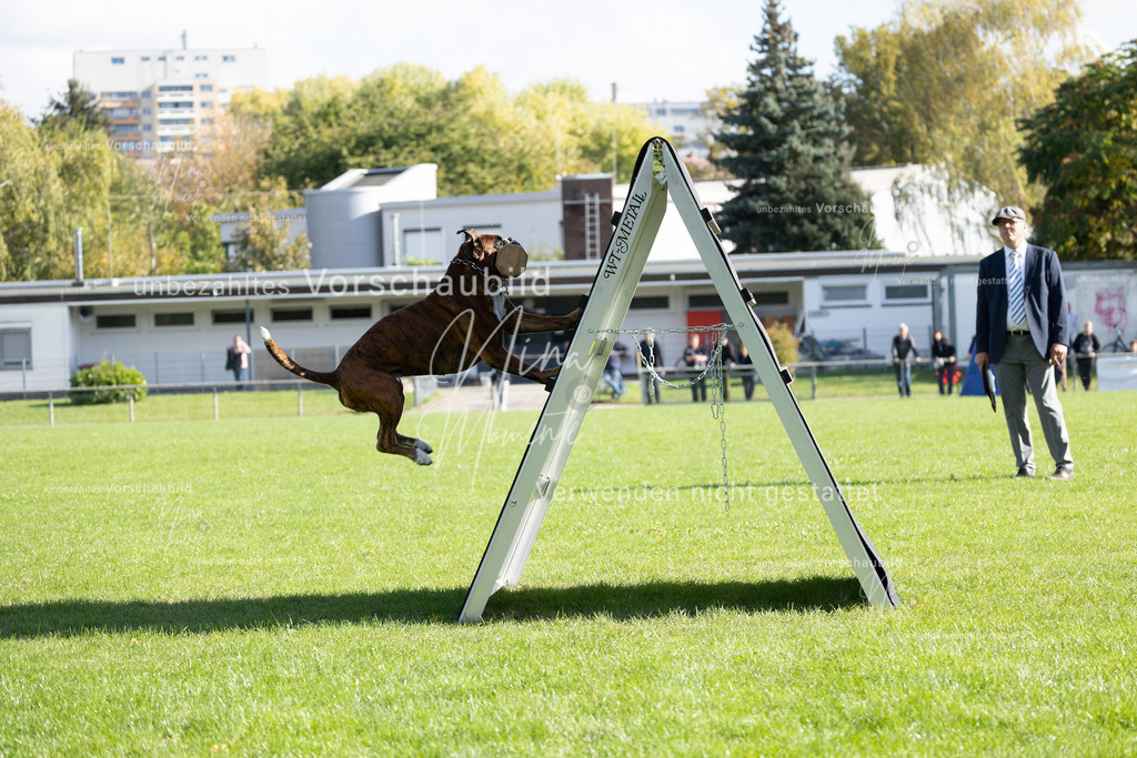 _16A5273 | Einzigartige Fotos von Hunden & Menschen –Actionfotos, Portraits, Vereinsaufnahmen & Paarshootings – authentisch, lebendig & mit Herz.