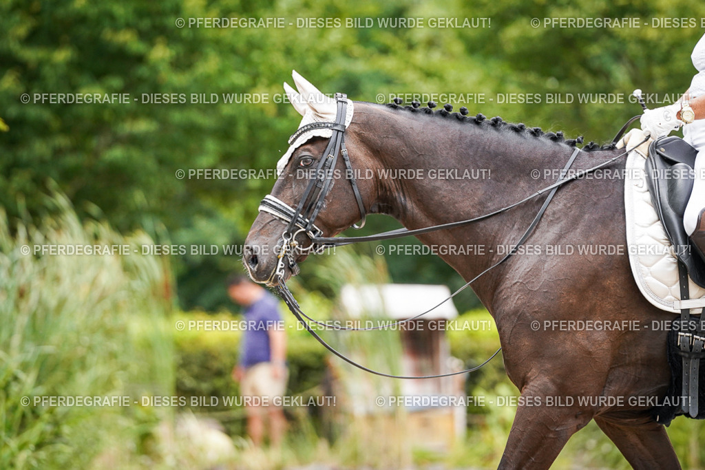 DSC06454 | Pferdegrafie