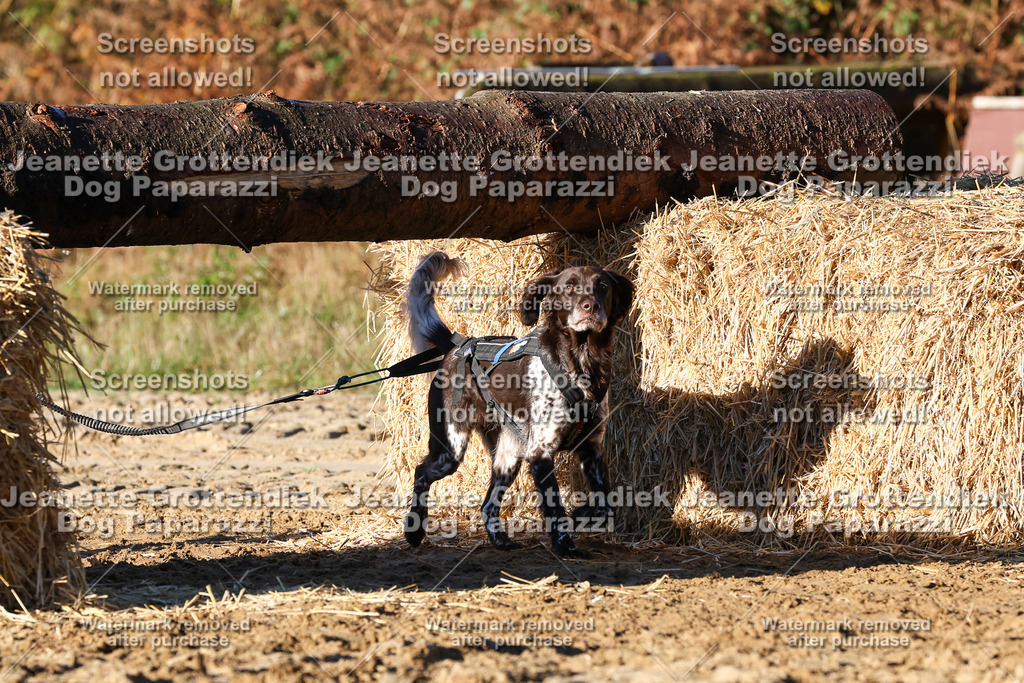 Dog Paparazzi - Strongdog 10-25-1289 | Dog Paparazzi Jeanette Grottendiek Fotografie & Videografie - Realisiert mit Pictrs.com
