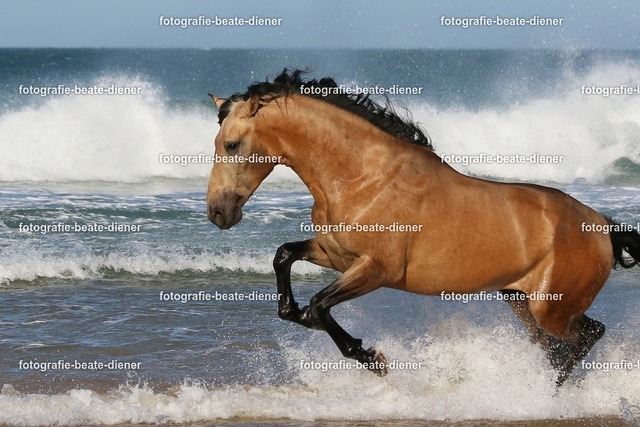 Andalusier am Meer (190) | Fotografie, Tiere, Hunde, Katzen, Pferde, Sportfotografie, Fotosession, Tierfotografie, Turnierfotografie, Fotografin, Fotograf - Realisiert mit Pictrs.com