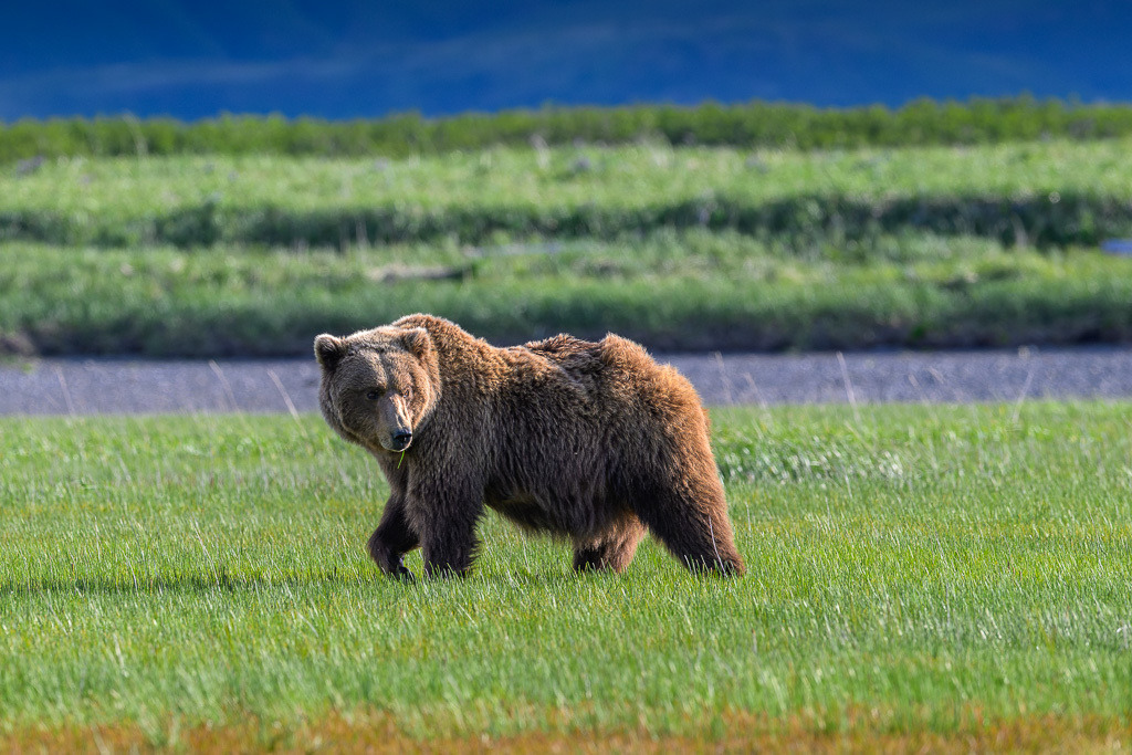 Alaska | Braunbären im Katmai National Park. - Realisiert mit Pictrs.com