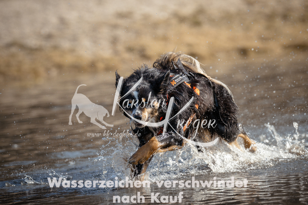 1131_ZZ95205 | kk-dogfotos