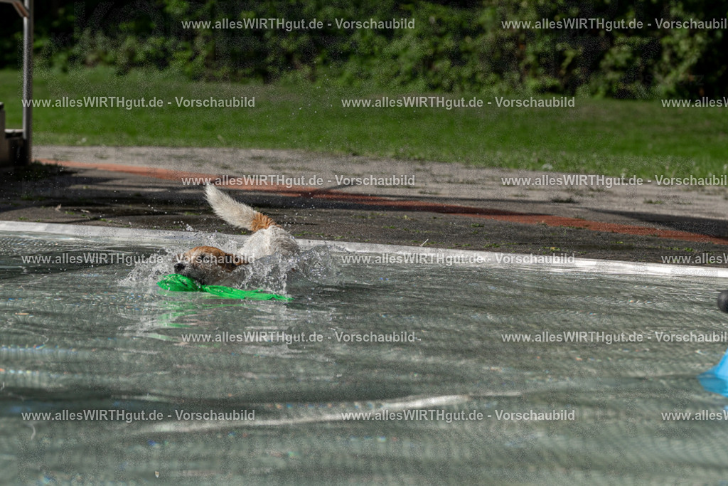 Hundeschwimmen_Volksbad_2026-allesWIRTHgut_Tierfotografie-2609061529-FAY07239 | Professionelle Tierfotografie in Mönchengladbach von Daniel Wirth (allesWIRTHgut). Liebevolle & natürliche Bilder von Hunden & Katzen für unvergessliche Erinnerungen.