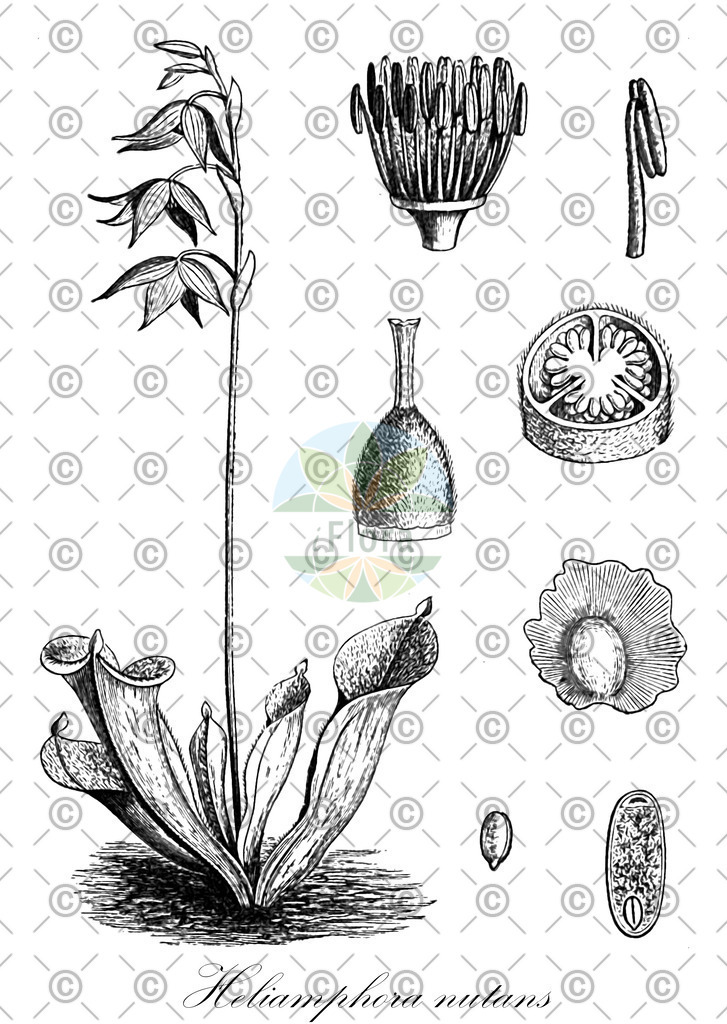 HistAbb_EMP_18594_SRC_HistAbb_Sturm_1796_FLORAD_SIMPLE | Historische Abbildung von Heliamphora nutans - Sarraceniaceae | Historical Illustration of Heliamphora nutans - Sarraceniaceae