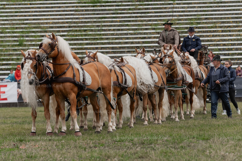Showprogramm-162 | working equitationturnier fotograf videograf stoibphotography marixx film working equitation deutschland reitsport turnierfotografie eventfotografie equestrian events