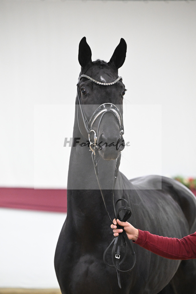 Kat-Nr. 51 Fuerst Samarant x De Niro_Mathieu Beckmann_47251900 | hf-fotografie - Realisiert mit Pictrs.com