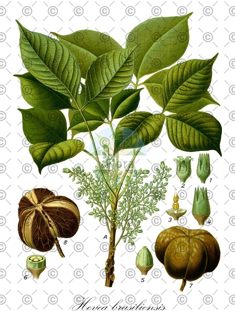 HistAbb_wfo-0001298969_2_ENZY_Simple | Historische Abbildung von Hevea brasiliensis - Euphorbiaceae (Brasilianischer Federharzbaum;Kautschukbaum v. Javita) | Historical Illustration of Hevea brasiliensis - Euphorbiaceae
