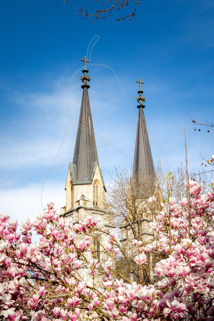 Magnolienblüte Admont | Ihre Fotografin im Lungau, ihre Fotografin im Mostviertel, Wandbilder Onlineshop, Imagefotos für Ihr Unternehmen,  - Realisiert mit Pictrs.com