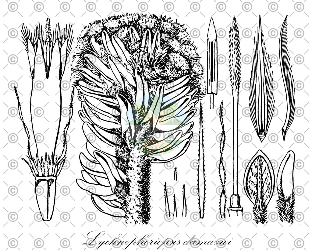 HistAbb_wfo-0001022497_1_ENZY_Simple | Historische Abbildung von Lychnophoriopsis damazioi - Asteraceae | Historical Illustration of Lychnophoriopsis damazioi - Asteraceae
