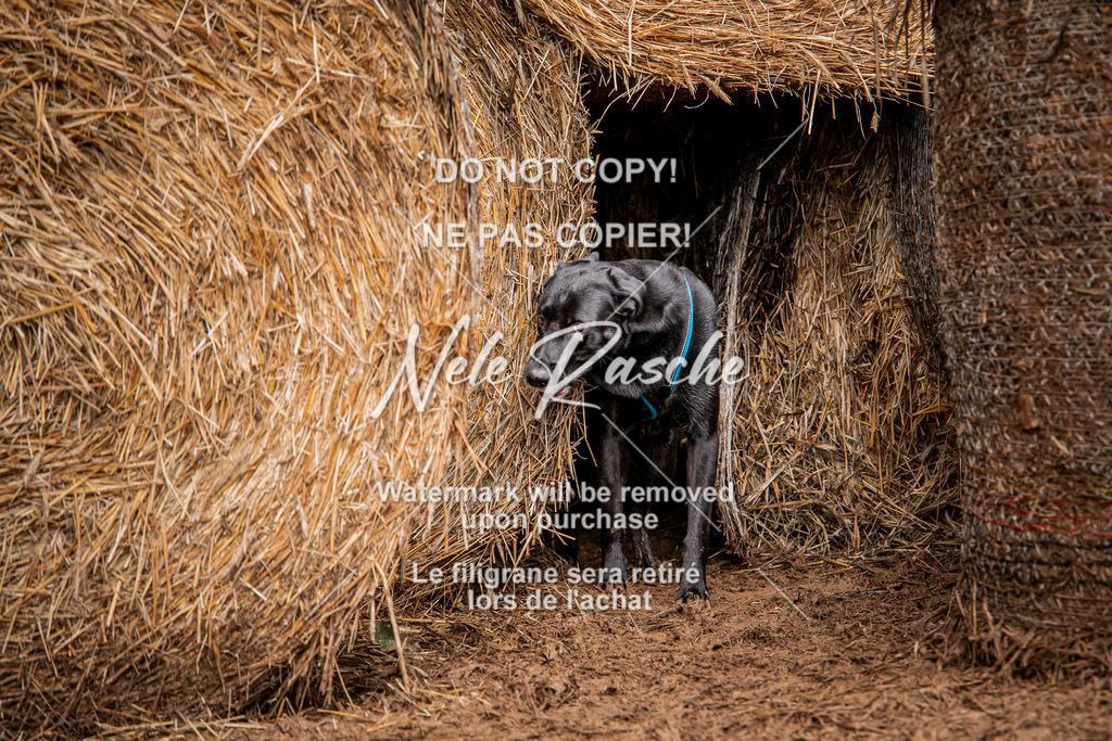 nelerasche_Hunsrück_So11-12_62 | nelerasche