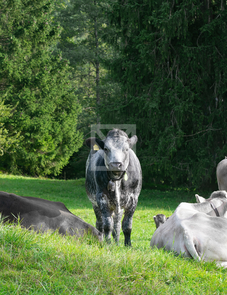 Living Cow | Die Online-Fotodatenbank von Marcel Mücke. Bilder für private oder kommerzielle Zwecke kaufen oder als Druck bestellen. - Realisiert mit Pictrs.com