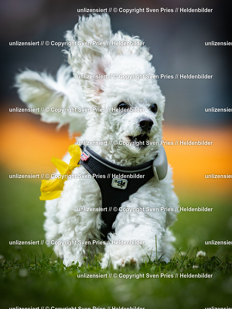 Sven Pries | 2025-05-29 - Pudelrennen KA-Durlach - Realisiert mit Pictrs.com