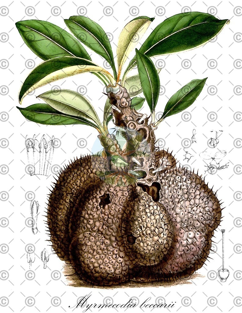 HistAbb_wfo-0000248338_1_ENZY_Simple | Historische Abbildung von Myrmecodia beccarii - Rubiaceae | Historical Illustration of Myrmecodia beccarii - Rubiaceae