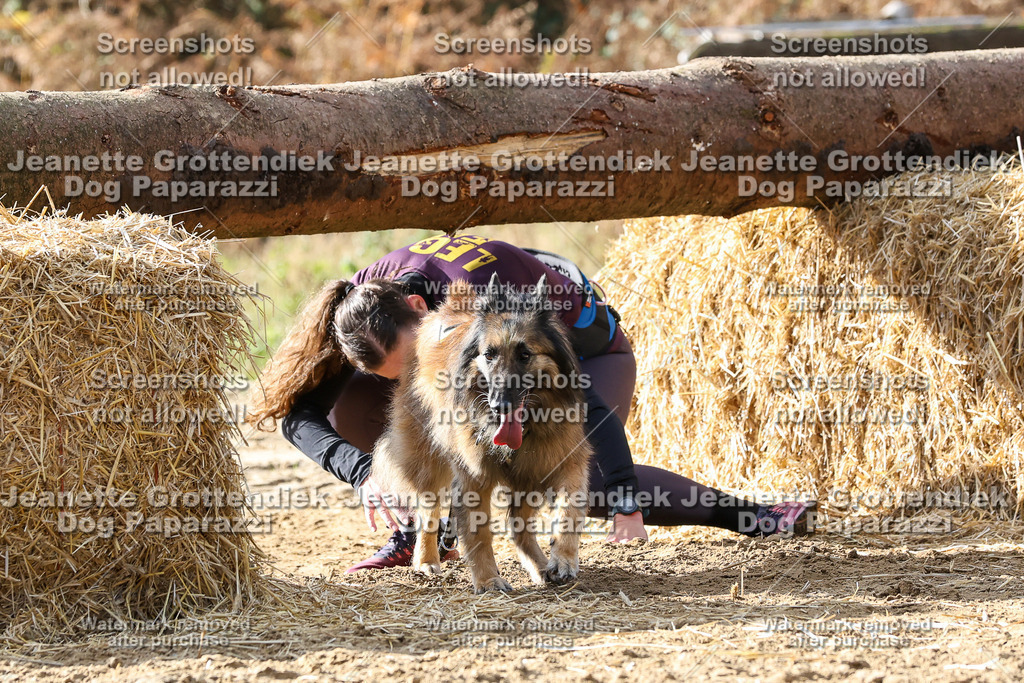 Dog Paparazzi - Strongdog 10-25-5707 | Dog Paparazzi Jeanette Grottendiek Fotografie & Videografie - Realisiert mit Pictrs.com