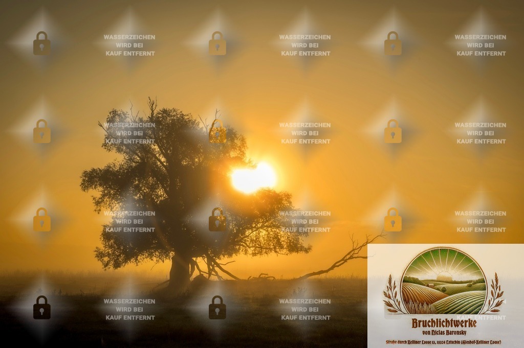 Goldbruch | Professioneller Fotograf mit 10 Jahren Erfahrung. Landschafts- und Hochzeitsfotografie im Oderbruch. Workshops und beeindruckende Bilder für besondere Momente.