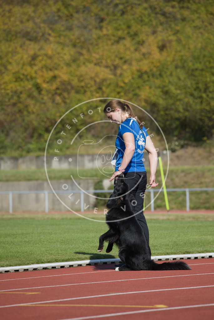 0L8A2422 | Hundefotografie, Tierfotograf, Pfotenfotografie, Fotoshooting Hund, Hunde Portrait, Hundesport, Hundeportraits, Heideshooting, Hunde, Sportfotograf, Hundefotograf, Turnierhundsport, THS,  - Realisiert mit Pictrs.com