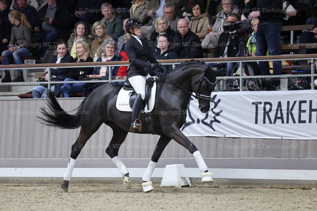 Hengstsch.u.Körung 28.02.-01.03.26Muenster-HamiltonMCTierf.9C8A5347B | Pferdefotos online bestellen - Realisiert mit Pictrs.com