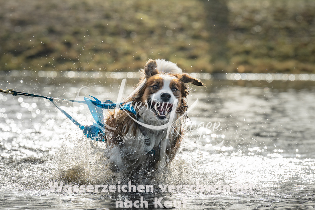 0949_ZZ94015 | kk-dogfotos