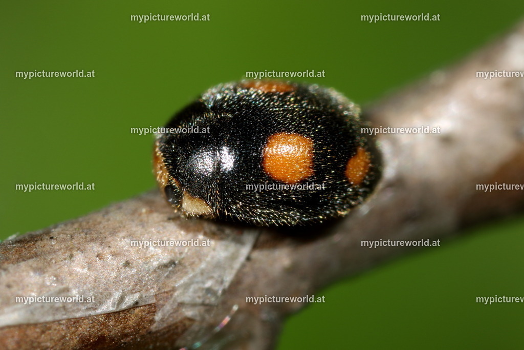 Platynaspis luteorubra-005 | Das Bilderarchiv über Tiere, Planzen und Landschaften. In der Bilddatenbank finden Sie ein große Auswahl an hochwertigen Bilder für Ihre Werbung - Realisiert mit Pictrs.com