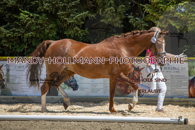 IMG_3060 | mandyhollmannphotographie