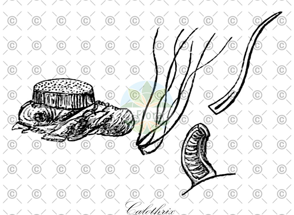 HistAbb_3FYV_8_ENZY_Simple | Historische Abbildung von Calothrix - Rivulariaceae (0) | Historical Illustration of Calothrix - Rivulariaceae (0)