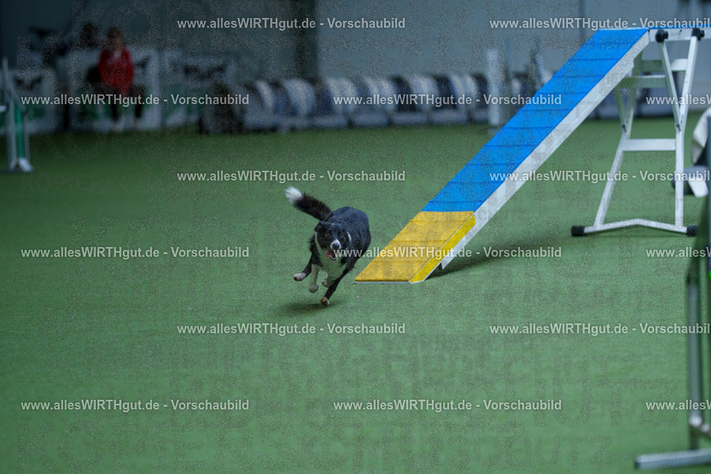 @allesWIRTHgut_Tierfotografie - www.allesWIRTHgut.de - 2604261135-7R509881 | Professionelle Tierfotografie in Mönchengladbach von Daniel Wirth (allesWIRTHgut). Liebevolle & natürliche Bilder von Hunden & Katzen für unvergessliche Erinnerungen.