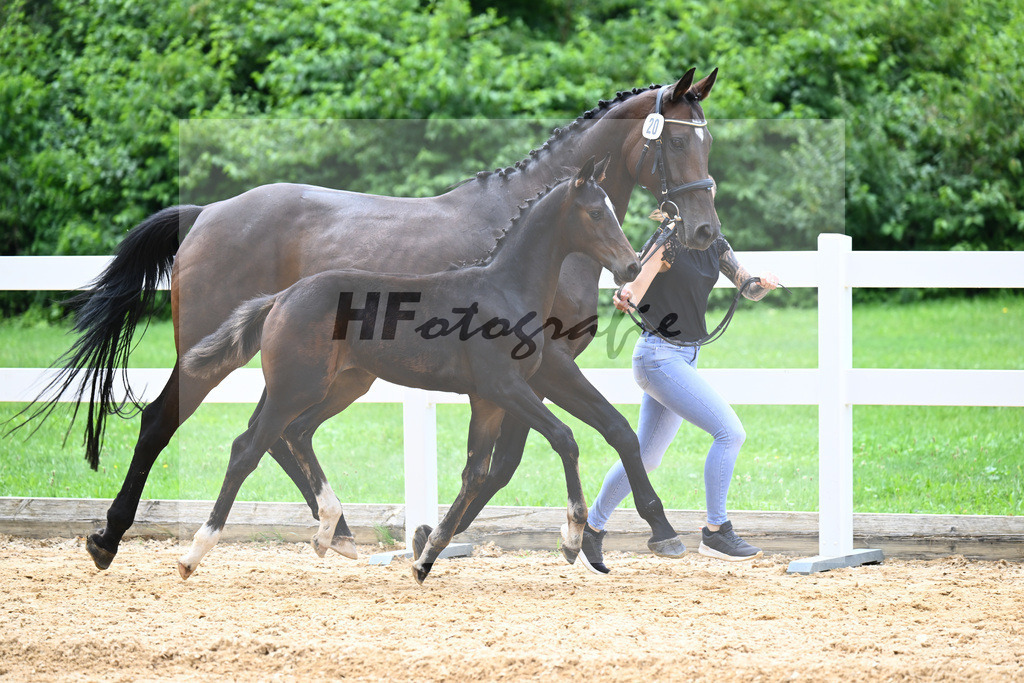 Kat-Nr. 20 Valenziano x Decurio_Gindhart_27140645 | hf-fotografie - Realisiert mit Pictrs.com