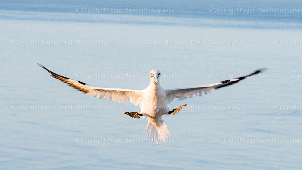 Basstölpel | auf Helgoland - Realisiert mit Pictrs.com