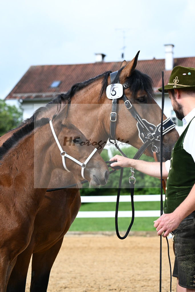 Kat-Nr. 5 Rivaldo x Normativ_Langlechner_27140106 | hf-fotografie - Realisiert mit Pictrs.com
